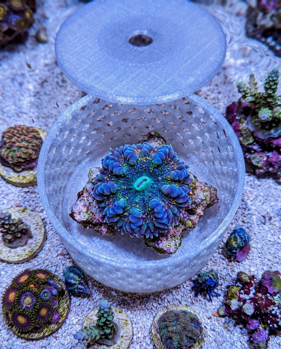 3-inch Mushroom & Anemone Cage — 3D Printed Coral Protection Cage